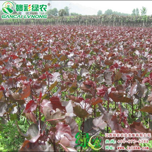 從組培到工程苗 石斛商業(yè)化種植的路徑解析