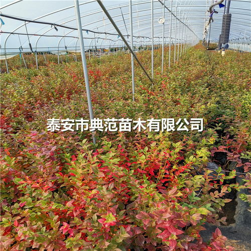 北京地區(qū)石斛組培苗技術(shù)研究與推廣前景