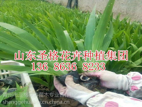 探索多年生草本忍冬 青州市圣格花卉苗木專(zhuān)業(yè)合作社的石斛組培苗與圖片大全世界