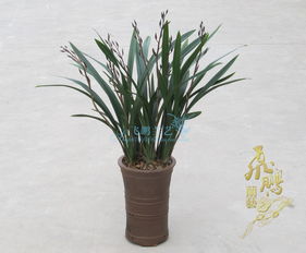 一葉蘭苗齡1.5年株高45厘米價(jià)格分析與市場(chǎng)現(xiàn)狀查詢（含組培應(yīng)用）
