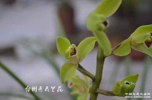紅唇飄仙 一株佳苗的生長魅力