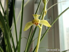 四年光陰化蘭姿 記金壇東方蕩字小苗復(fù)花歷程
