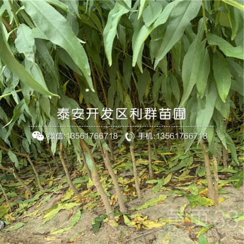 春雪桃樹苗圖片賞析與市場價格全解析